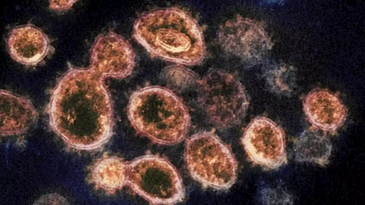 COVID pill shows rapid clearance of virus