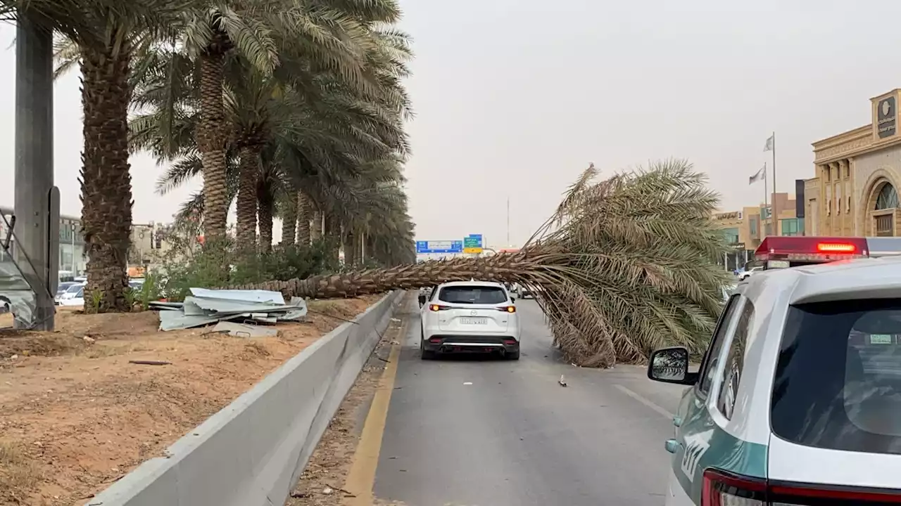 متضرر سقوط النخلة على سيارته يروي لـ'الوئام' تفاصيل الحادث.. ومطالبات بمعالجة نخيل الطرقات #عاجل - صحيفة الوئام الالكترونية