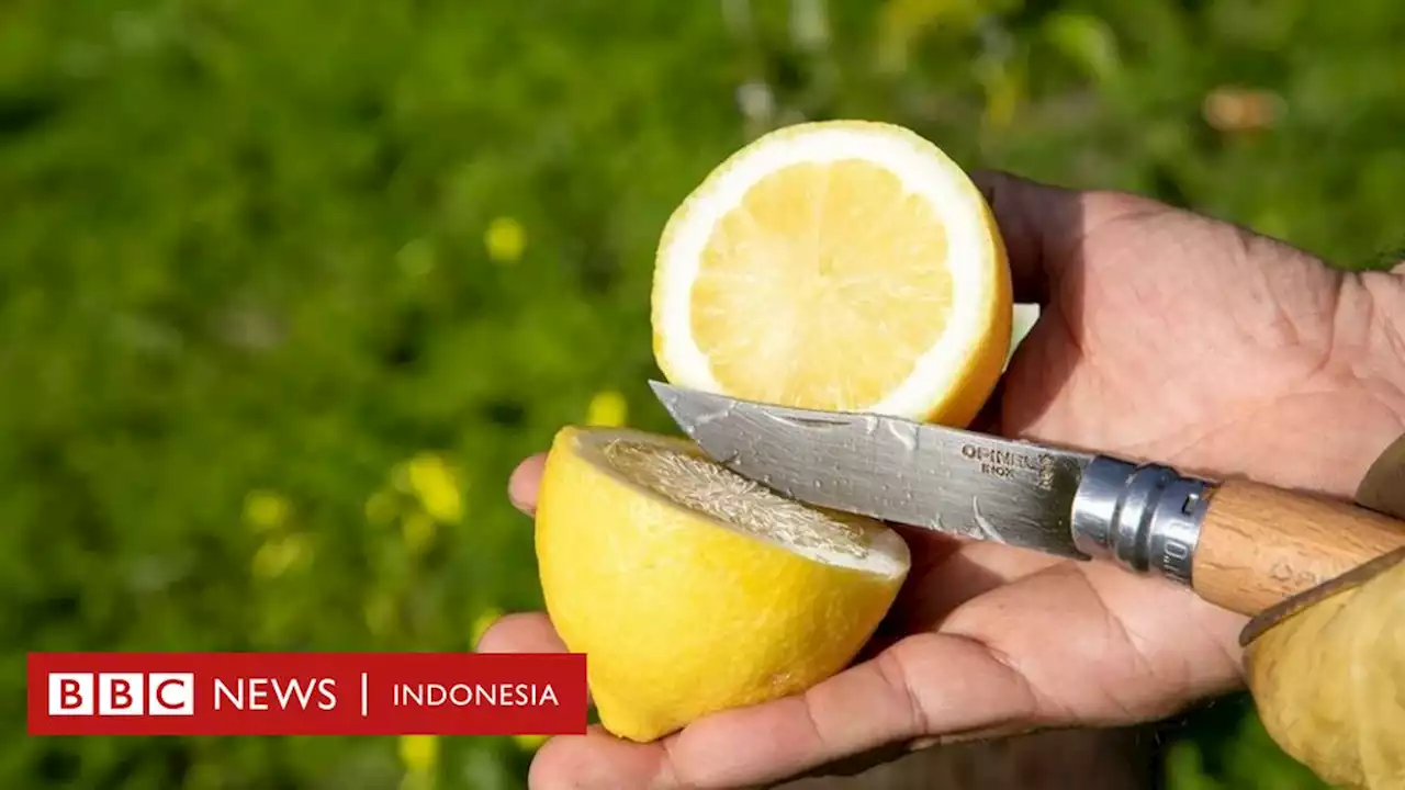 Kembalinya buah lemon legenda “istri Nabi Adam” dari kepunahan di pesisir selatan Prancis - BBC News Indonesia