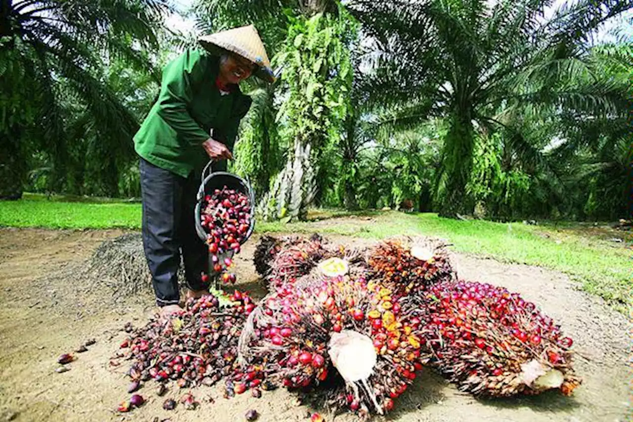 Ekspor Bahan Baku Minyak Goreng Dilarang, Ini Respon Pelaku Usaha | Ekonomi - Bisnis.com