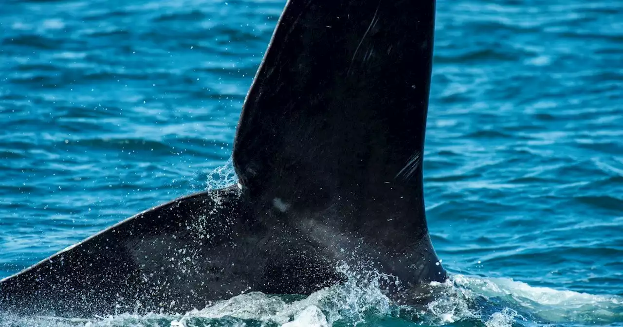 La ballena franca del Atlántico norte, uno de los mamíferos más amenazados del mundo