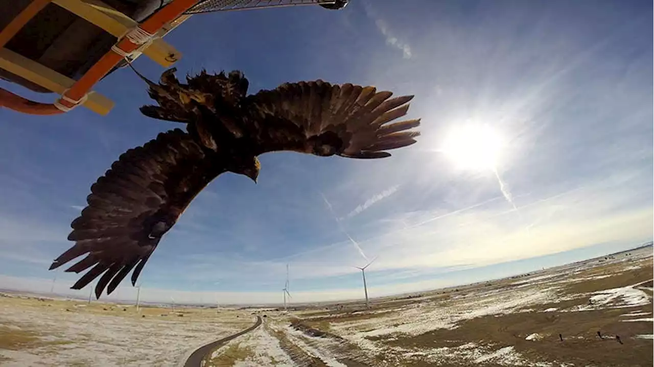 NREL Tool Aims To Predict Interactions Between Soaring Eagles & Wind Turbines