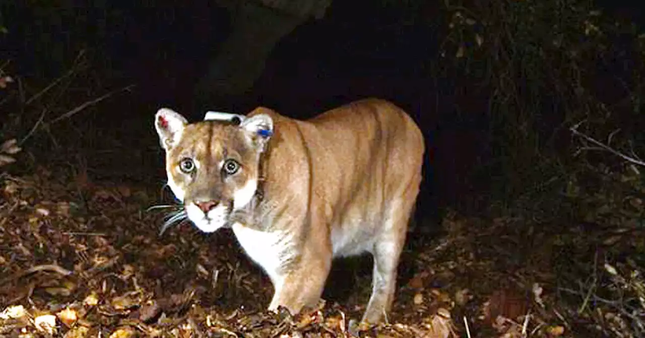 $90 million freeway crossing for cougars in Los Angeles a world first