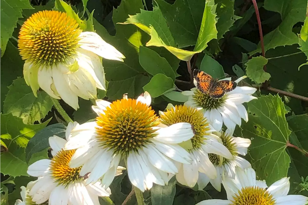 Pollinators Prefer a Dash of Salt in Their Nectar