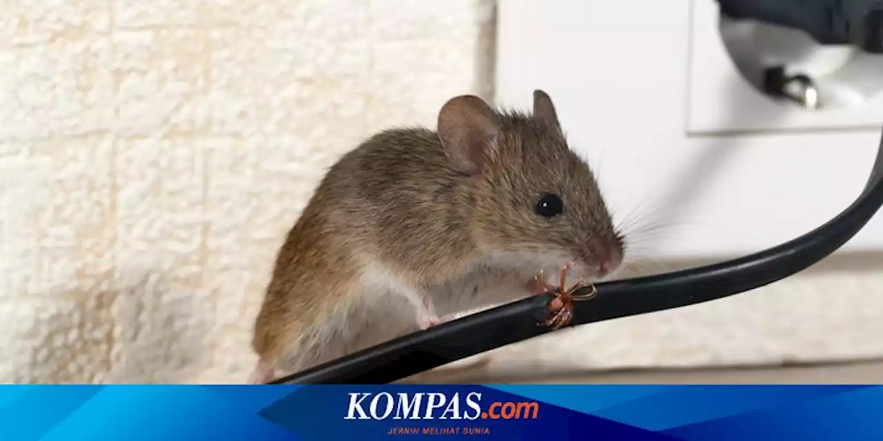 9 Cara Mengusir Tikus dari Rumah Paling Cepat, Ampuh, dan Efektif