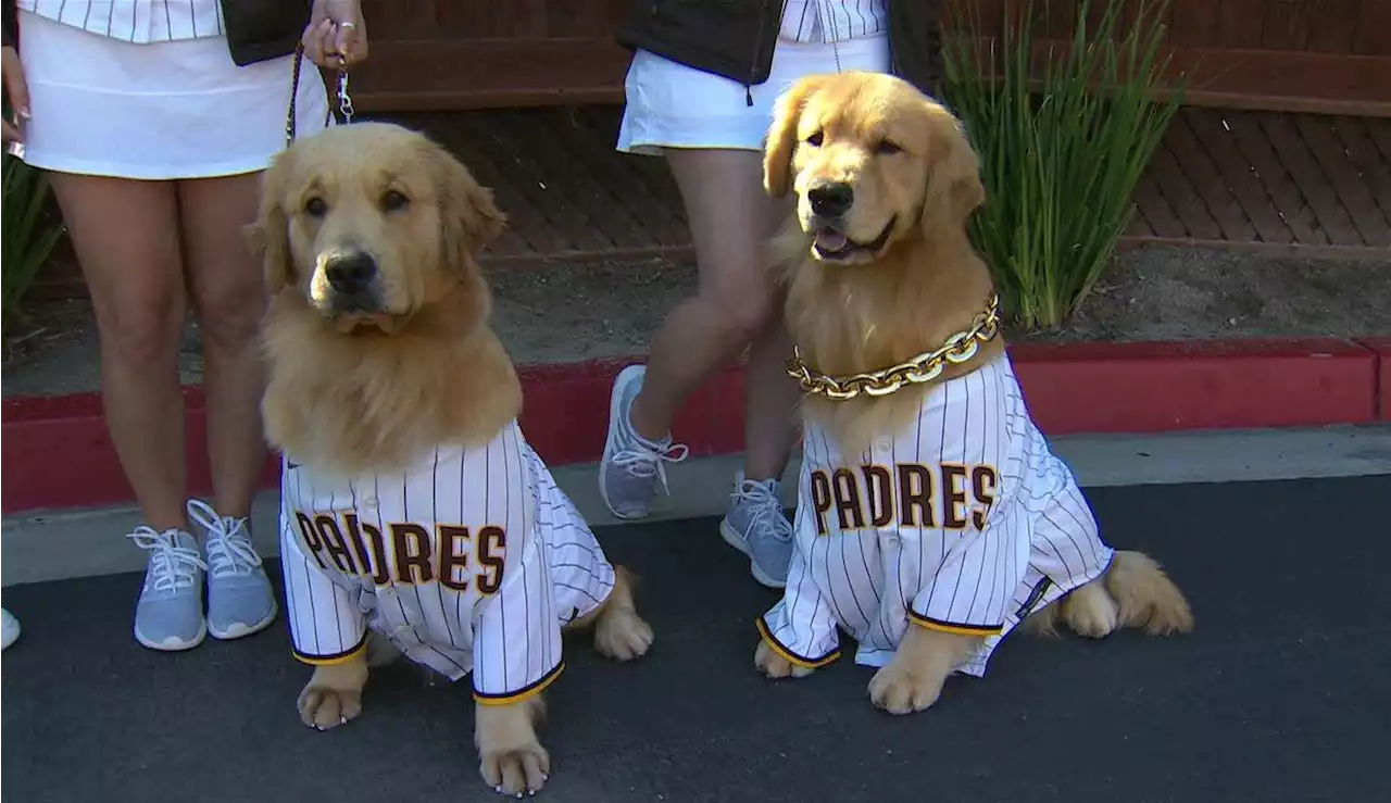 Meet the Padres 2022 Paw Squad -