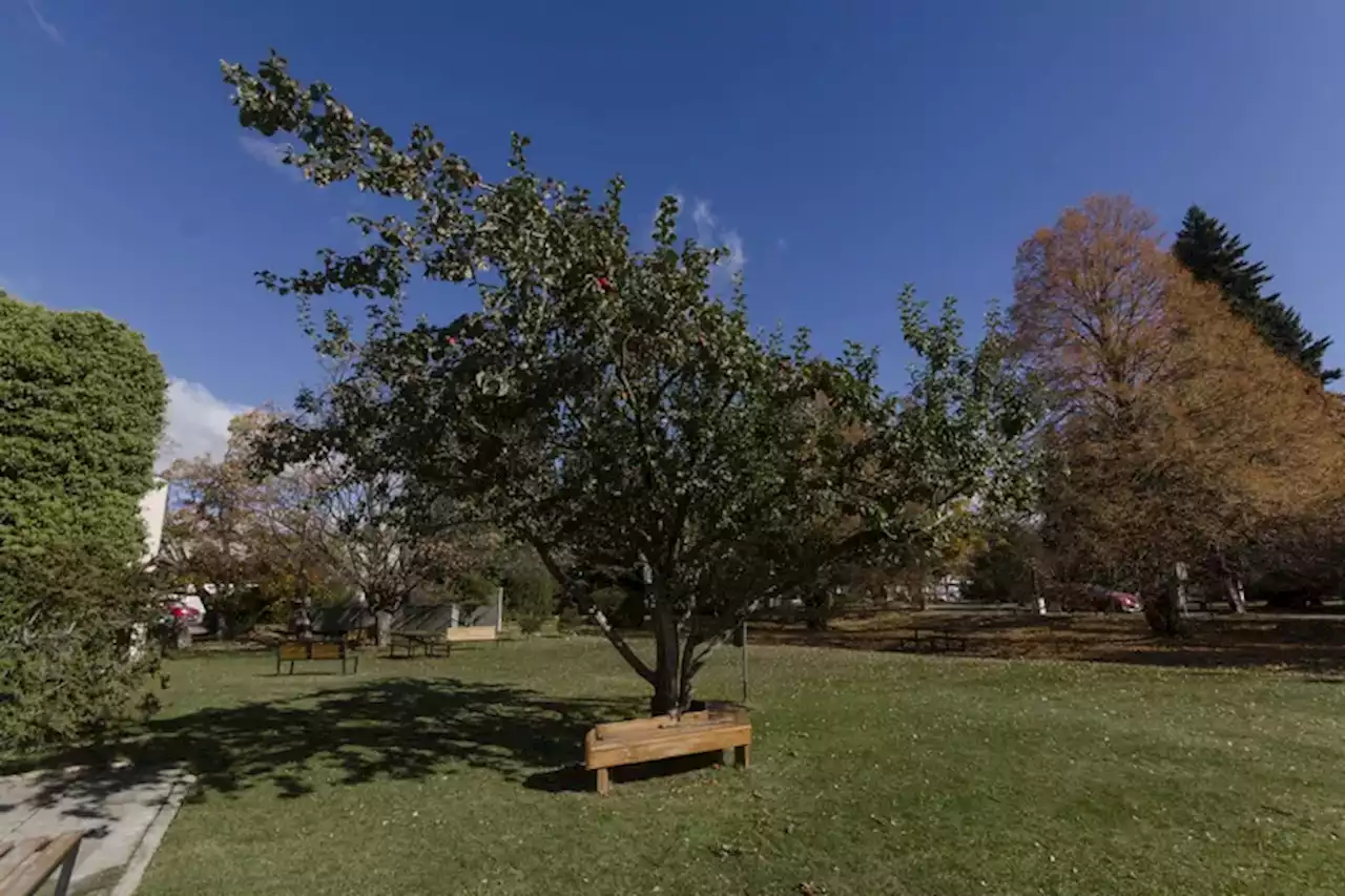 Manzanas de Newton. Por qué son un tesoro mimado en el Instituto Balseiro