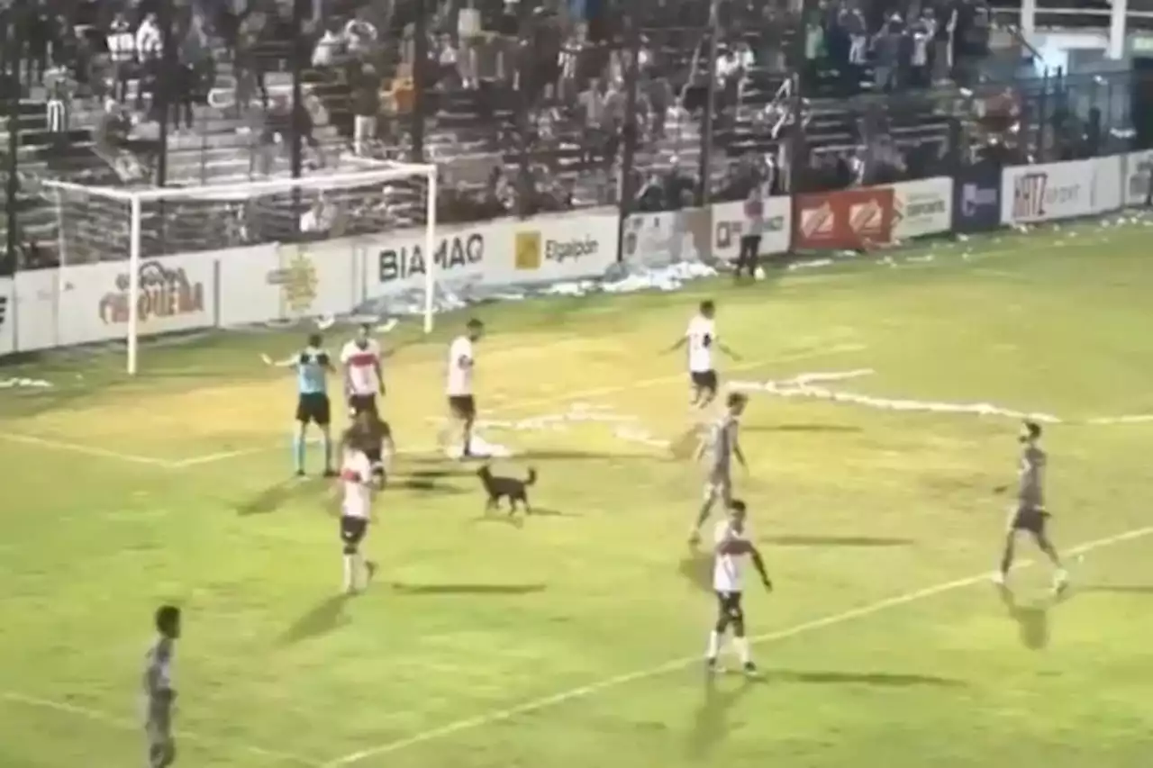 Un perro se metió en la cancha y salvó a Deportivo Morón del ataque de Matías Romero en Chaco: “Fue muy loco”