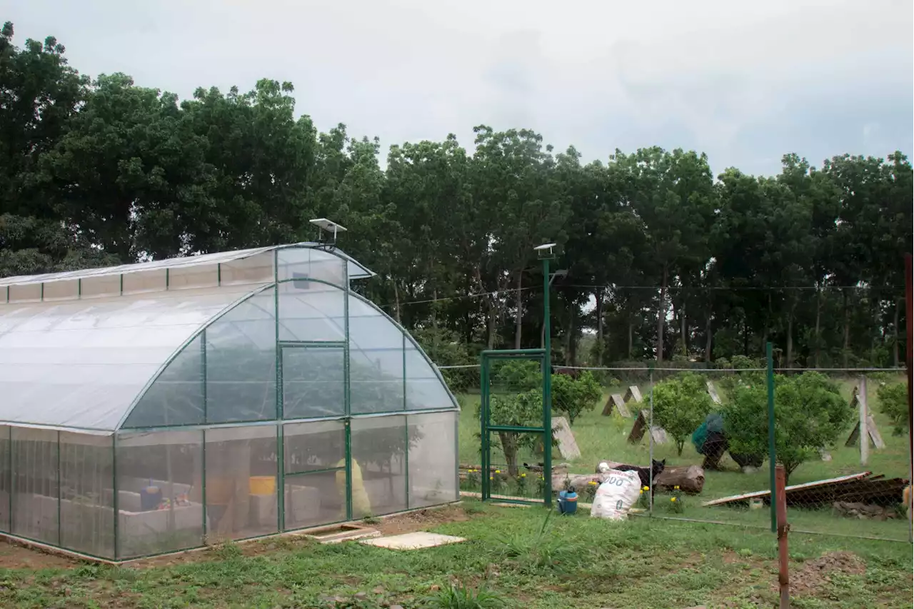 Starting from zero: city-dwelling family launches habanero chili farm