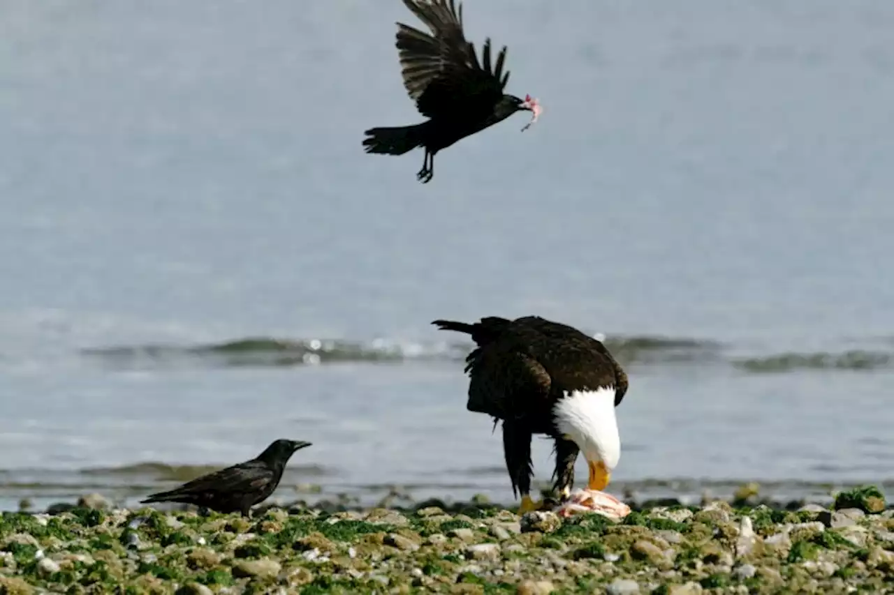 Crows and ravens flexed smarts and strength for world dominance