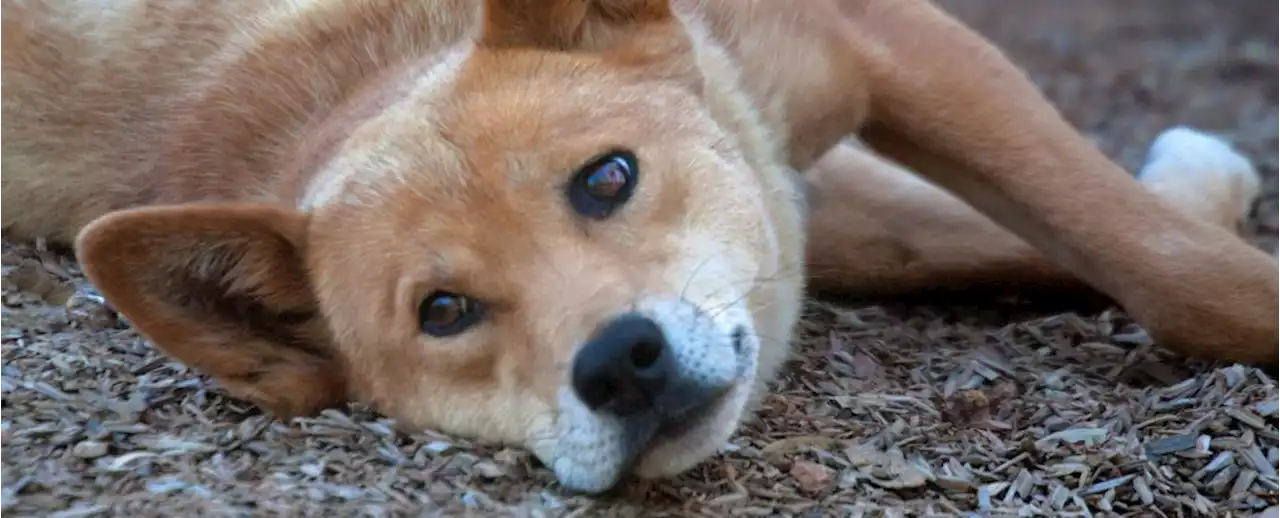 We Finally Know Where Dingos Sit in Dogs' Evolutionary Family Tree