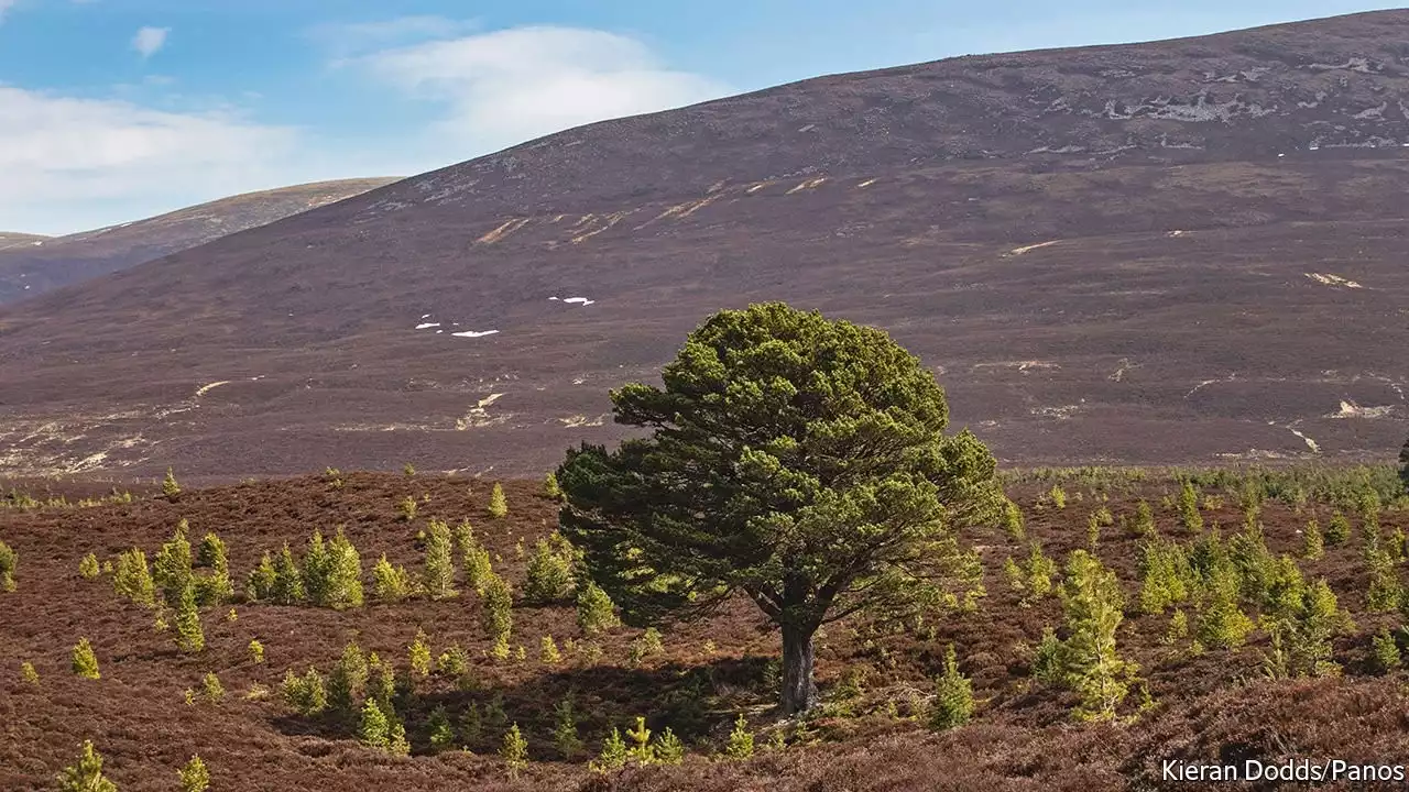 The carbon market drives land sales in Scotland