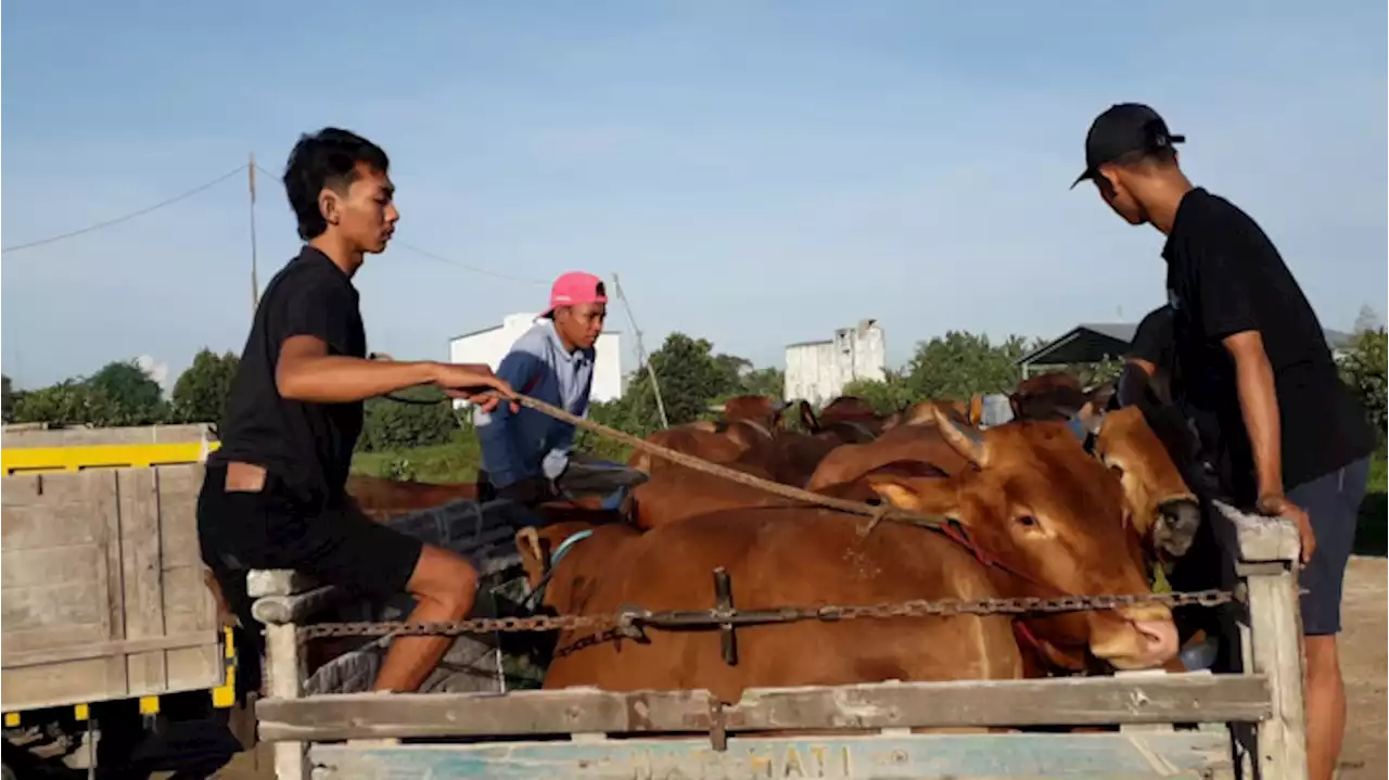 Persiapan Lebaran Ratusan Ekor Sapi Asal Madura Tiba di Kotawaringin Barat