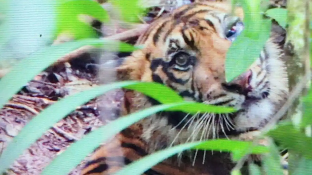 Polisi Imbau Warga Kurangi Aktifitas Berkebun, BKSDA Sumut Masih Buru Jejak Harimau Sumatera