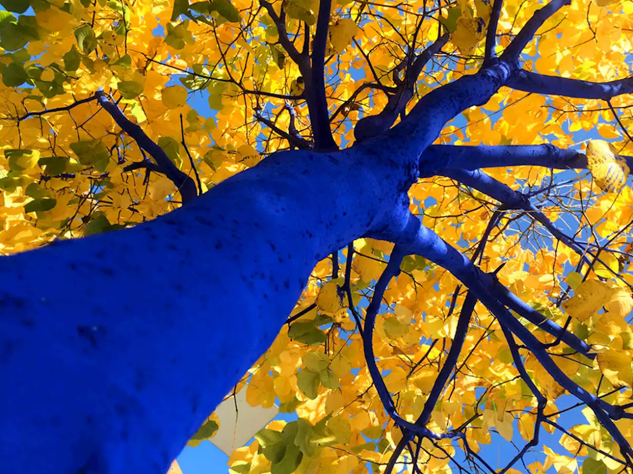 At Peabody Essex Museum, trees are turning blue for Earth Day