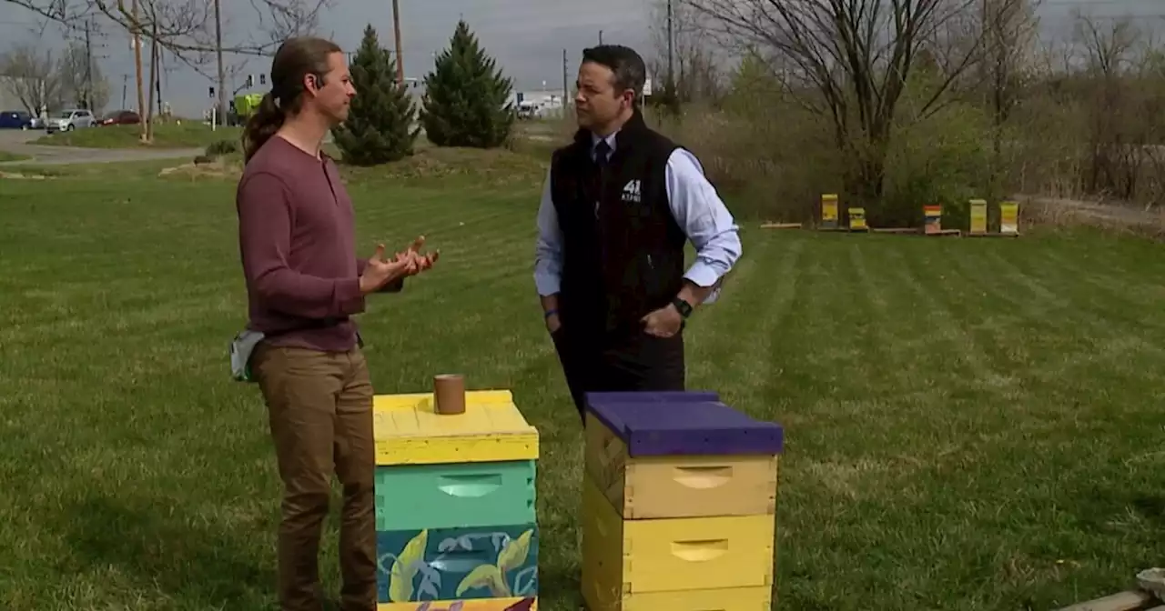 Bee farmers offer tips on helping bees thrive this spring