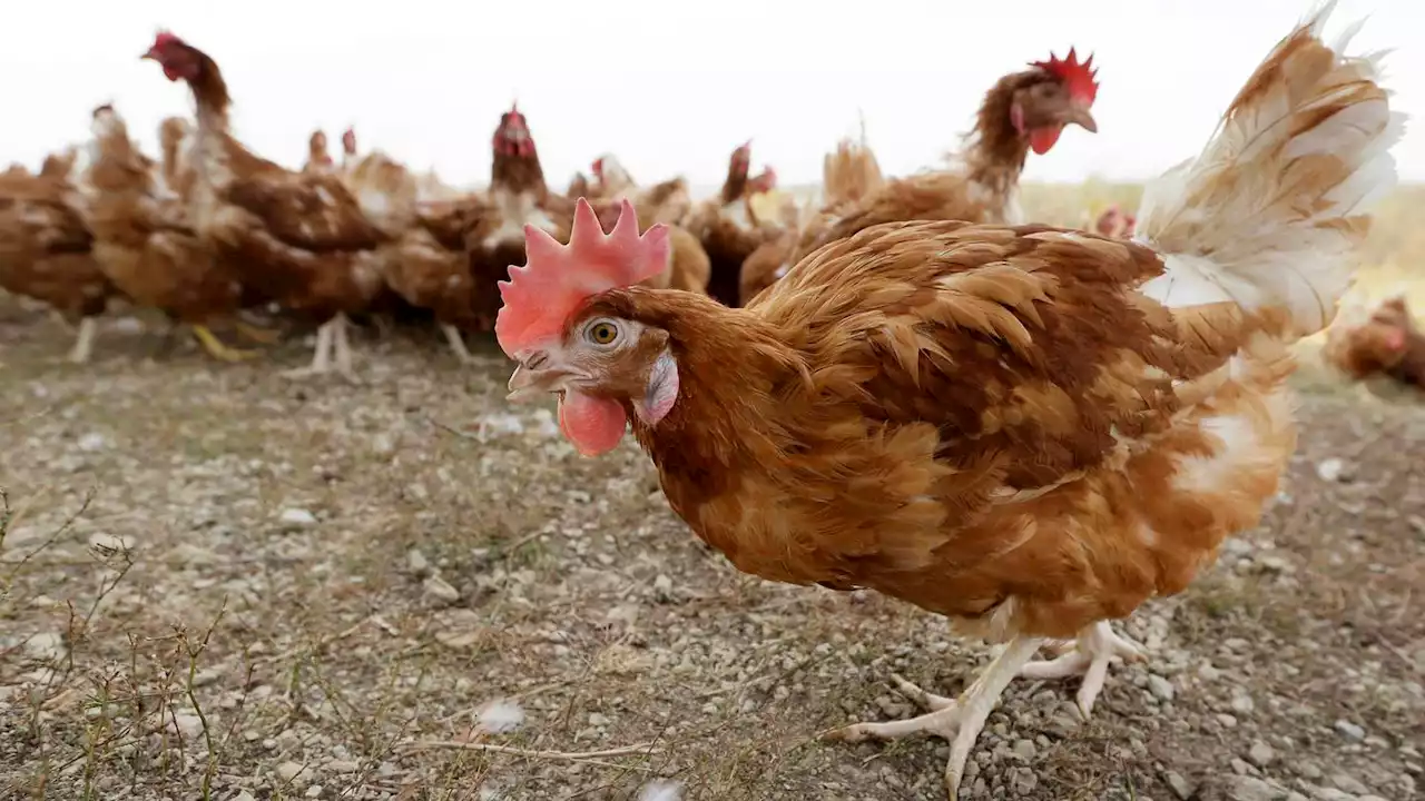 Bird flu drives free-range hens indoors to protect poultry