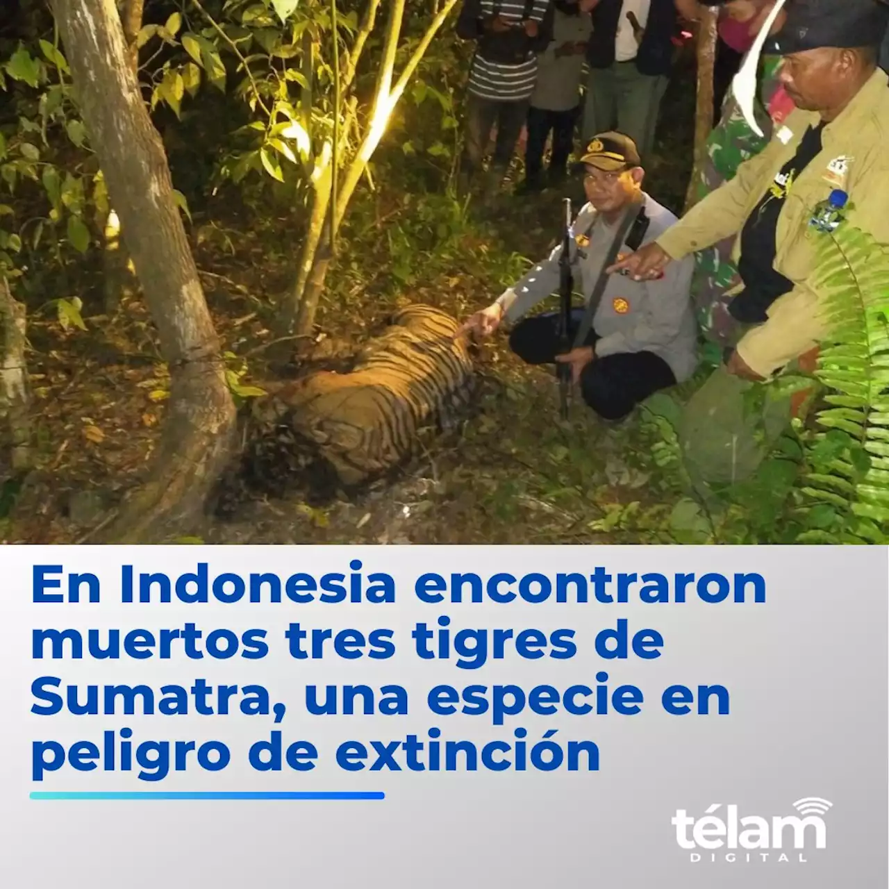 Indonesia: encontraron muertos a tres tigres de Sumatra en una trampa