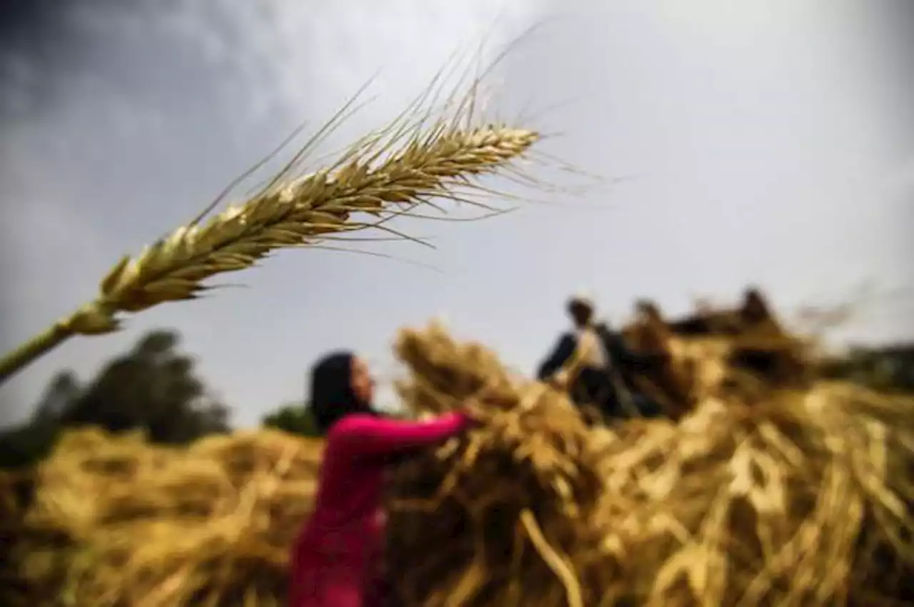 الأمم المتحدة تدعو إلى التحقيق في أعمال العنف في دارفور، وتوتر على الحدود بين لبنان وإسرائيل - BBC Arabic