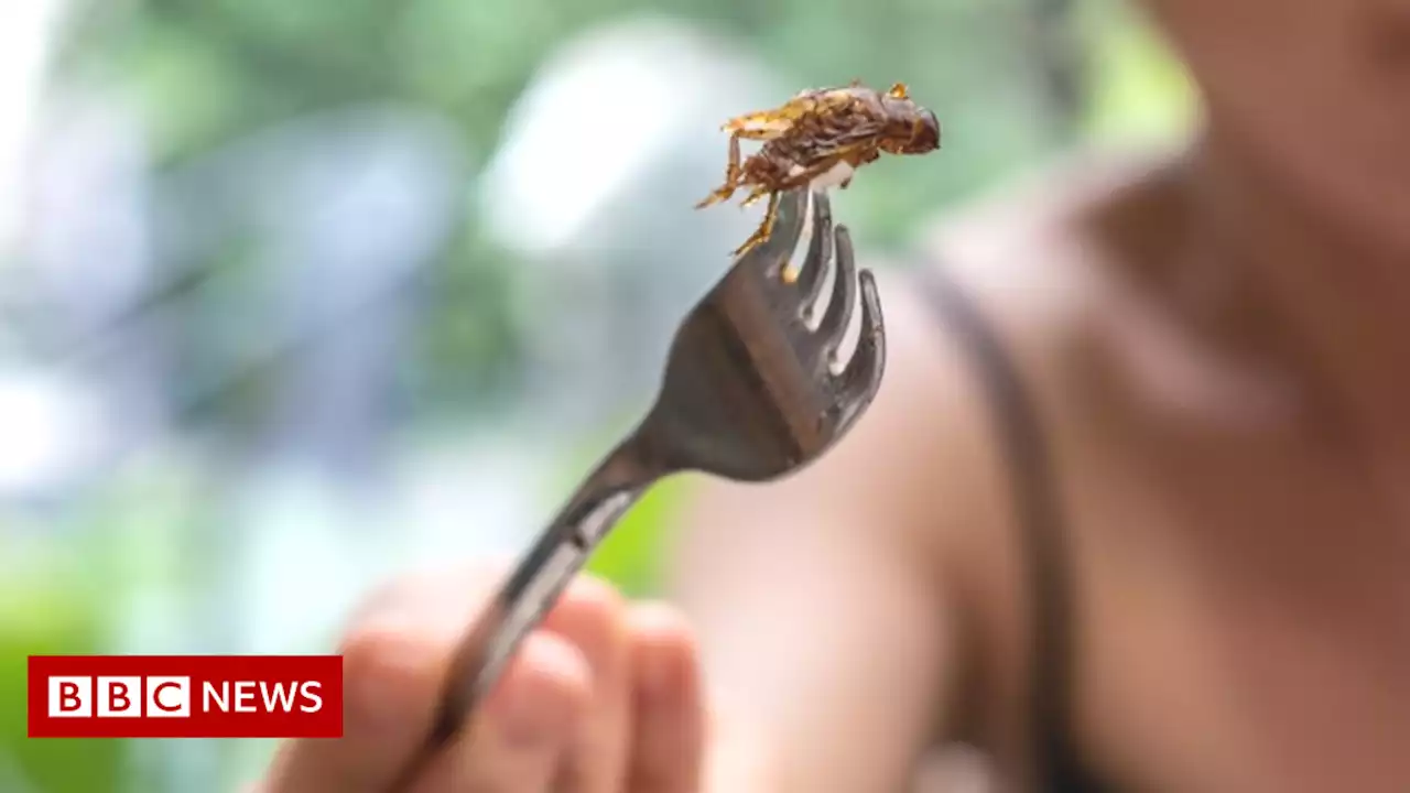 Lab-grown meat and insects 'good for planet and health'