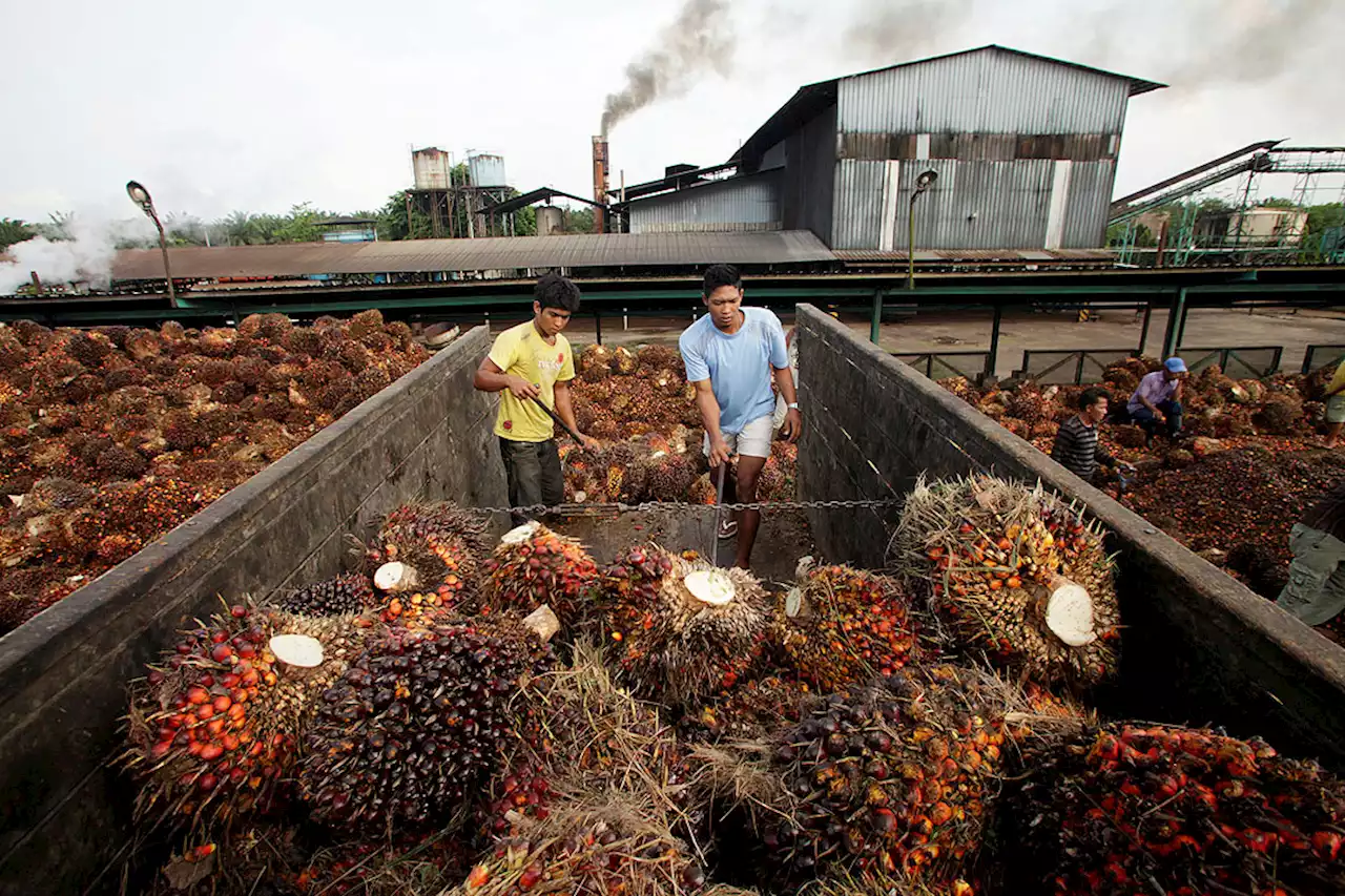 Cooking-oil chaos exacerbates looming world hunger crisis - BusinessWorld Online