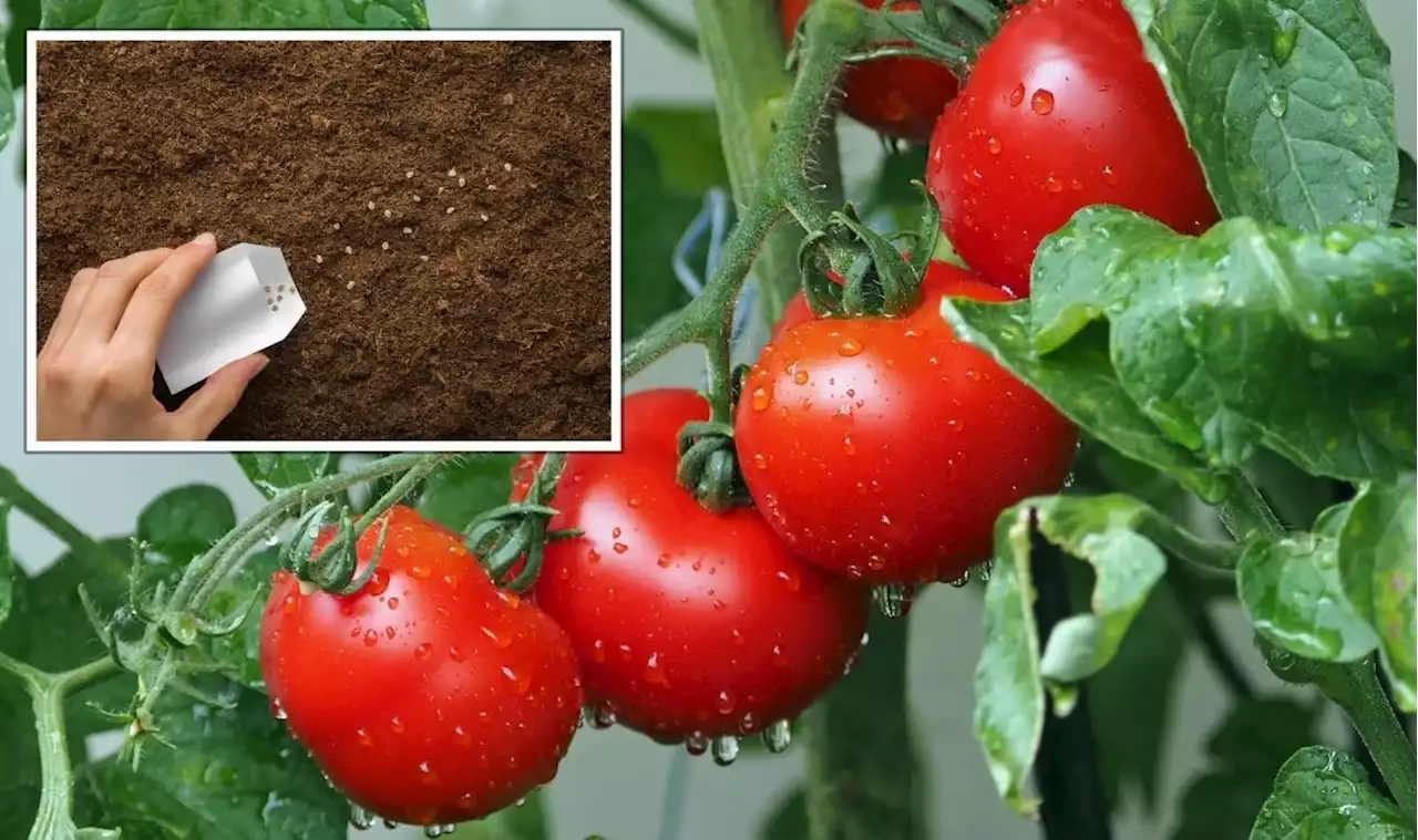 ‘Improves the flavour’: ‘Important’ tips for growing ‘tastier’ tomatoes in your garden