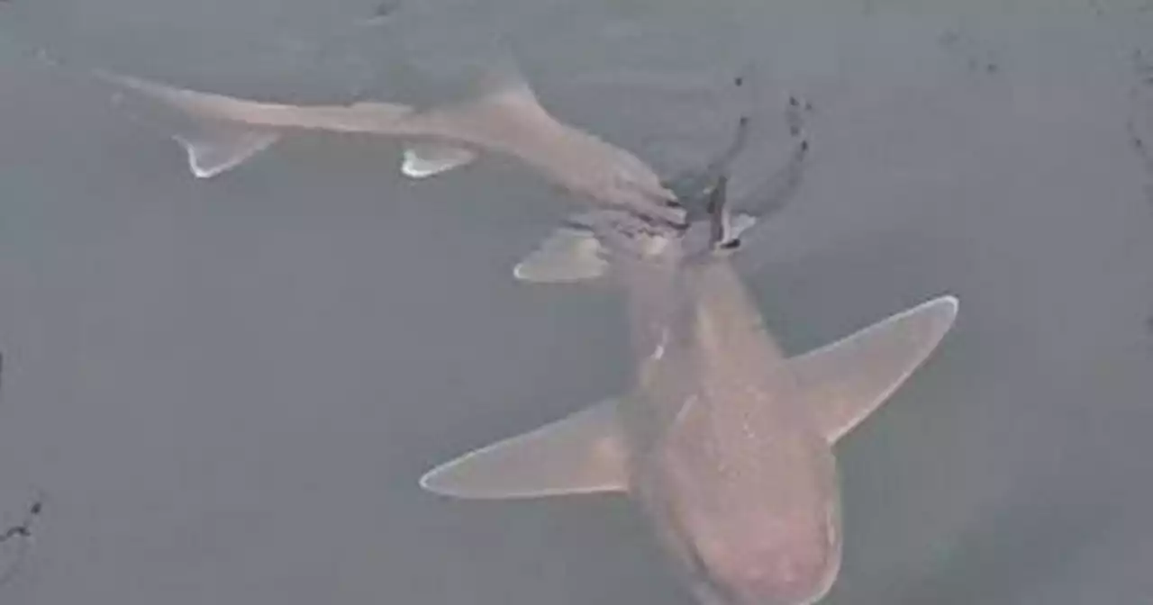 Shark species swimming in UK city harbour leaves people in awe at 'cool' sight