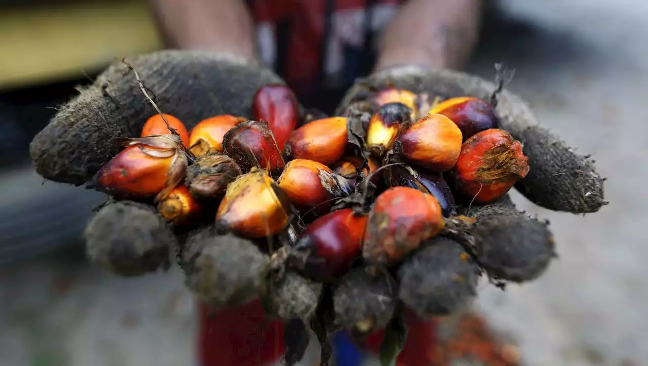 Indonesien stoppt Palmöl-Export – und treibt Preise für Speiseöl