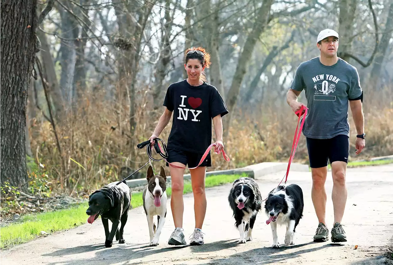 Dog poop; Trail users reminded it's their duty to pick it up