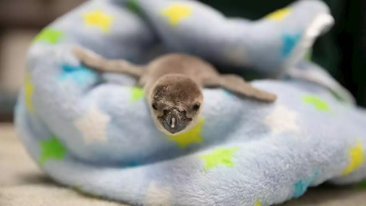 Woodland Park Zoo celebrates birth of three baby penguins