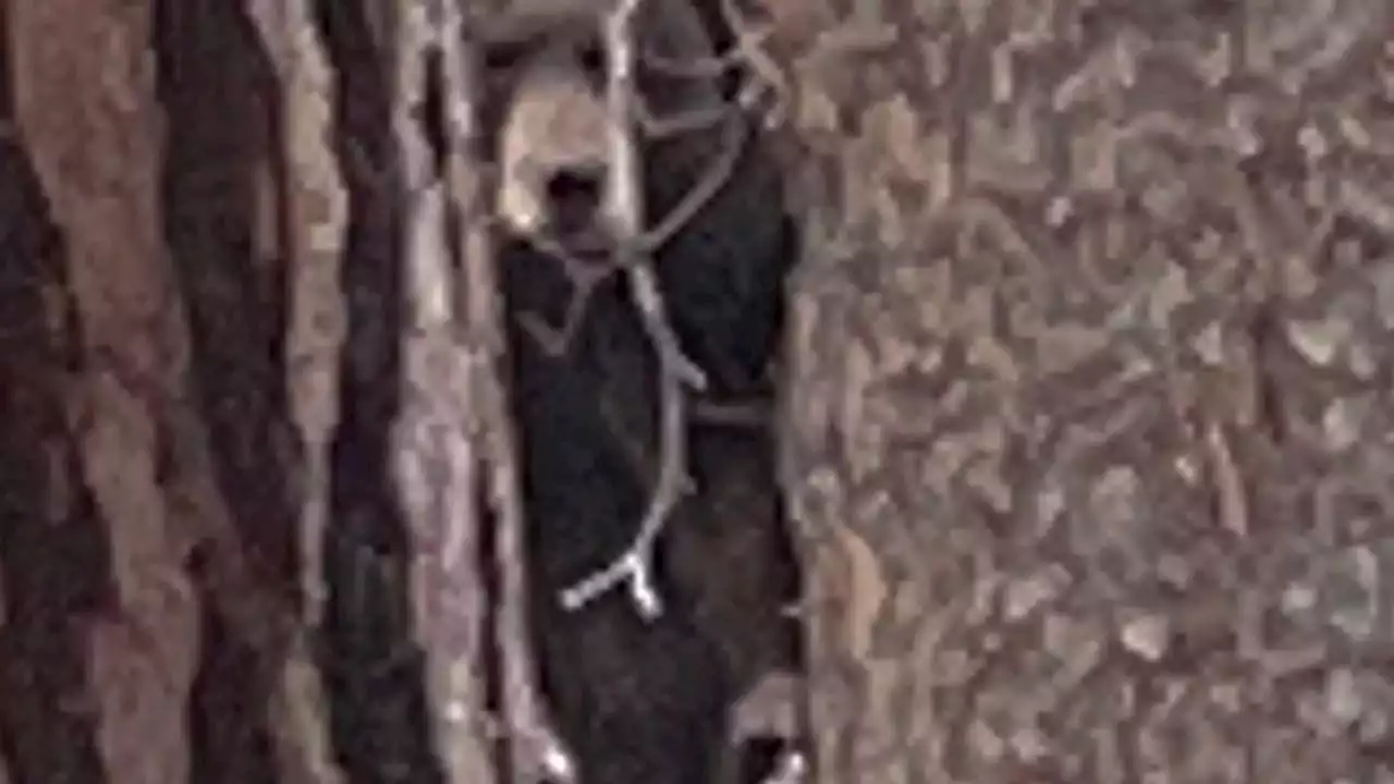 Tahoe family learns bears were living under their home, after hearing 'odd rumbling, snoring-like noises'