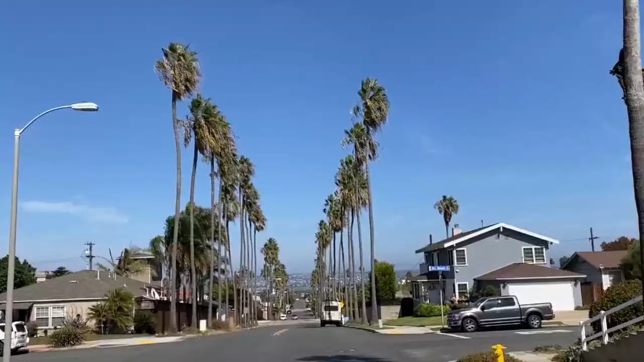 City of San Diego in process of cutting down iconic Ocean Beach palm trees -