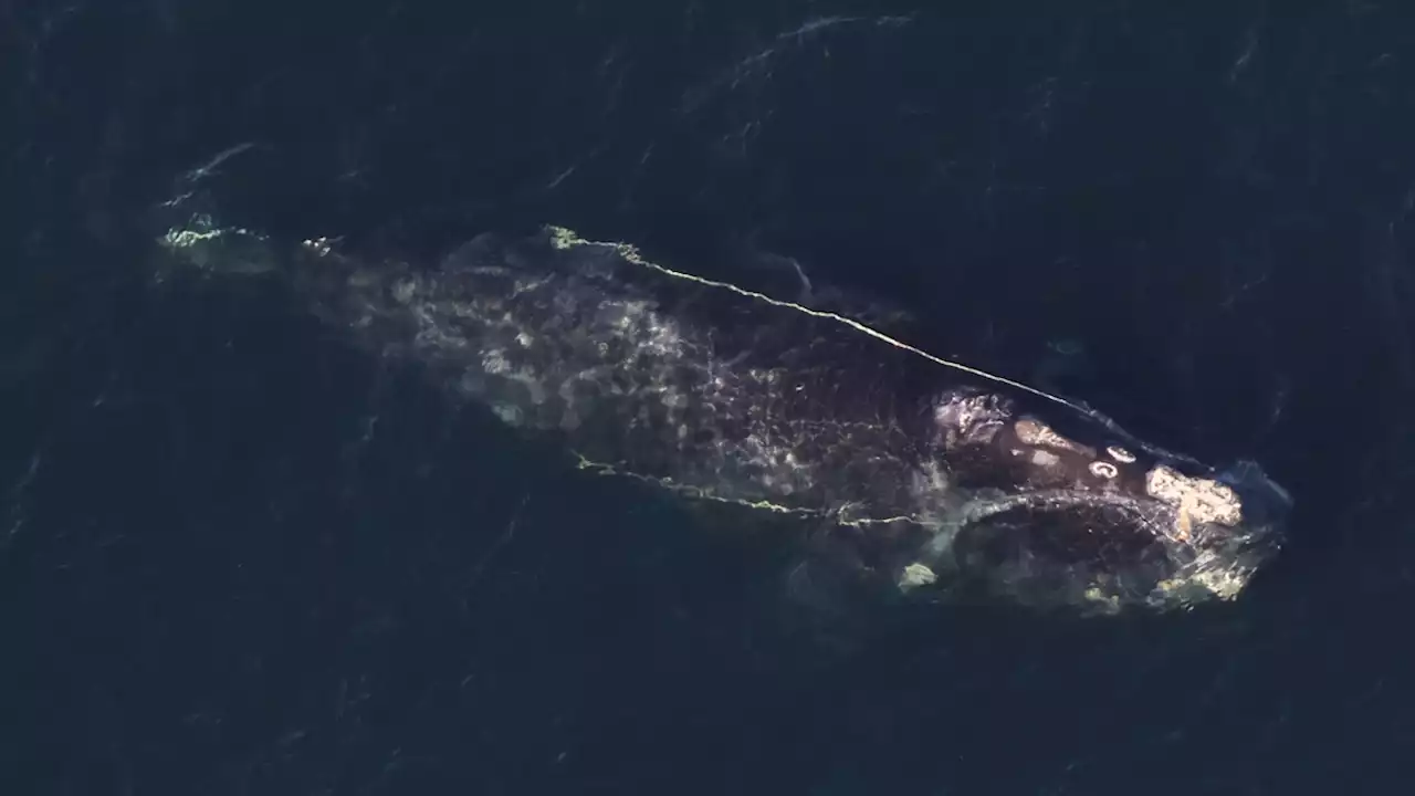 Entangled Mother Right Whale and Calf Spotted Off Cape Cod