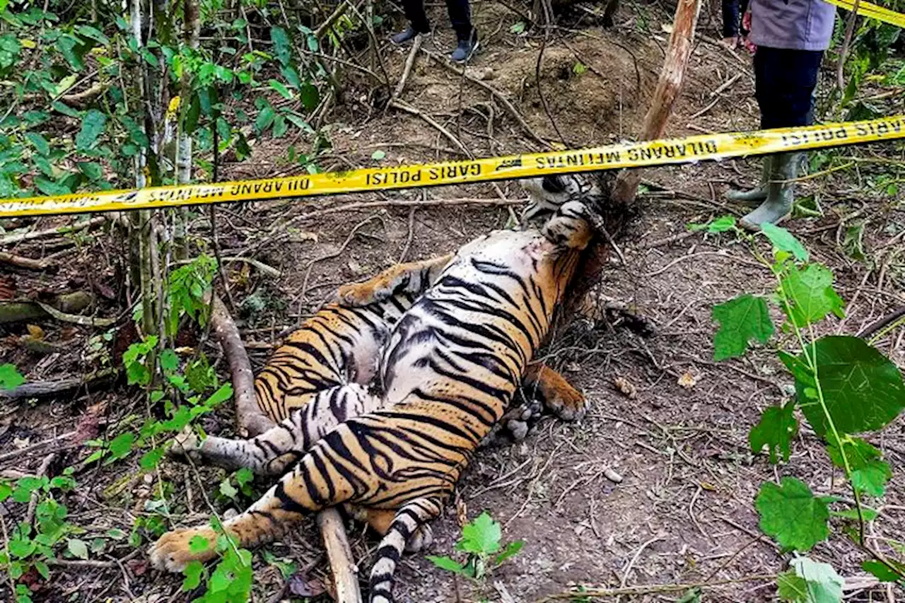 Tiga Harimau Sumatera Ditemukan Mati di Aceh Timur, Diduga Terkena Jerat Babi - Pikiran-Rakyat.com