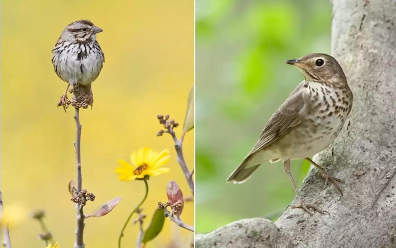 Climate Change Is Shrinking Animals, Especially Bird-Brained Birds