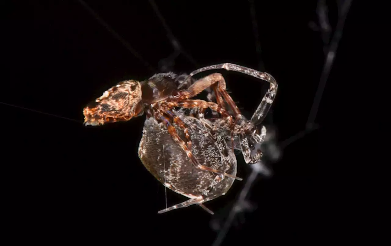 These Spiders Spring Off Their Mates to Avoid Sexual Cannibalism