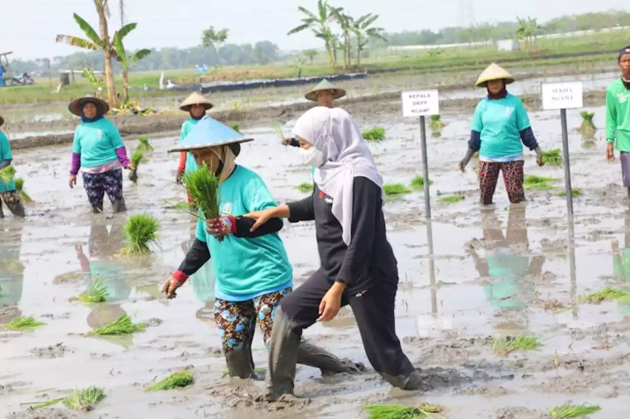 Perkuat Ketahanan Pangan Nasional, Khofifah Galakkan Aksi Percepatan Tanam Padi di Ngawi