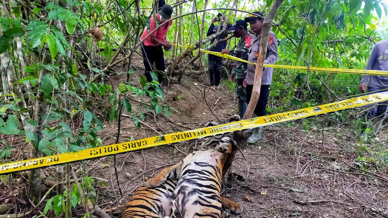 Indonesia: Three Sumatran tigers killed after getting caught in traps - as numbers dwindle to about 400