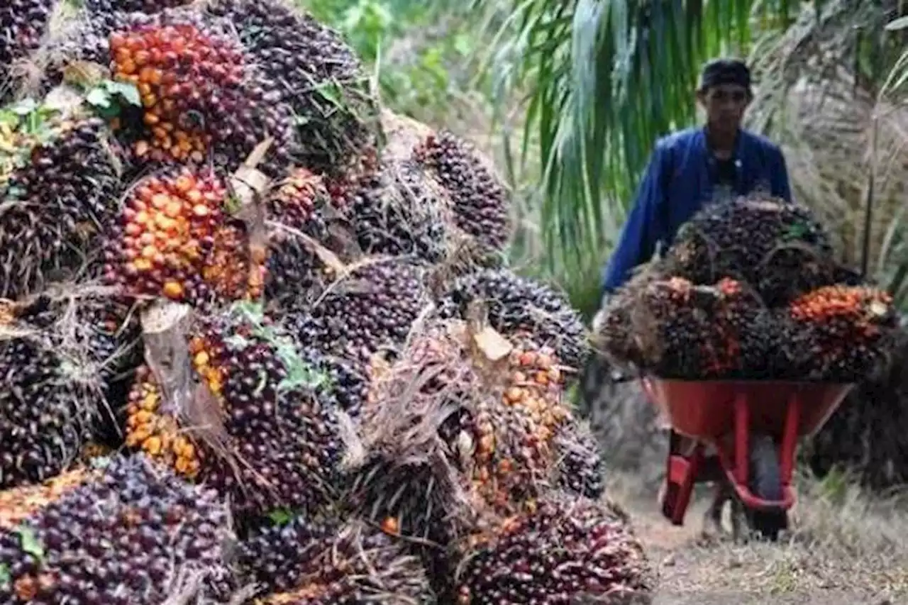 Imbas Larangan Ekspos, Saham Emiten Perkebunan Sawit Rontok