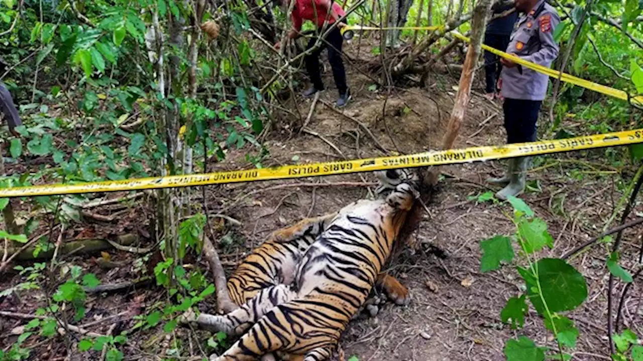 Hallaron muertos en trampas a tres tigres de Sumatra, especie en peligro de extinción