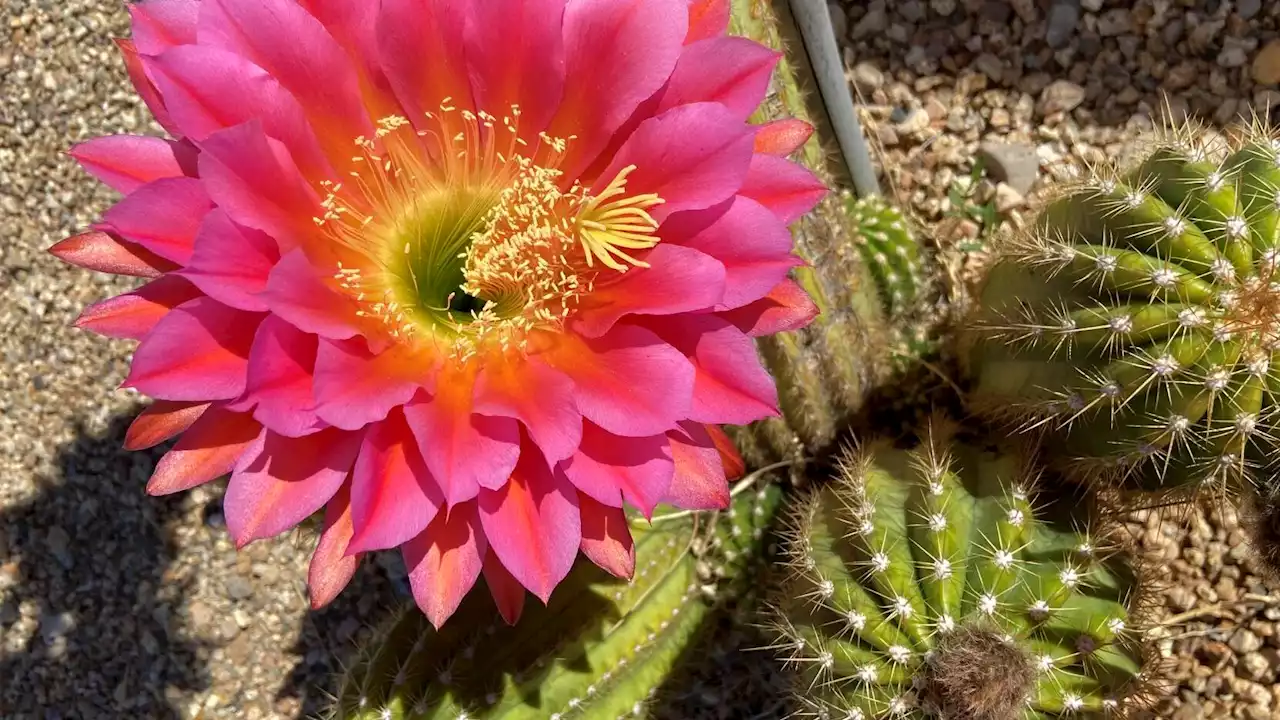 Photos: Colorful spring cactus blooms in Tucson