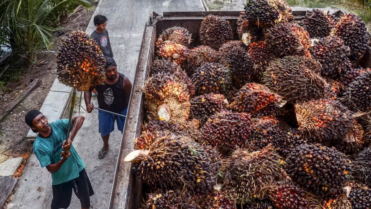 Petani Sawit Protes Larangan Ekspor CPO dan Minyak Goreng