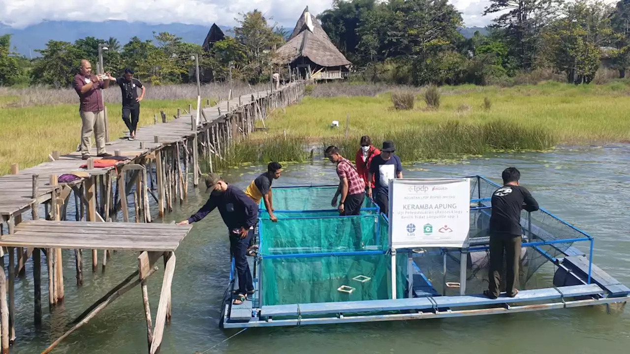 Produktivitas Menurun, Danau Poso Butuh Penambahan Stok 100.000 Ekor Ikan Sidat per Tahun