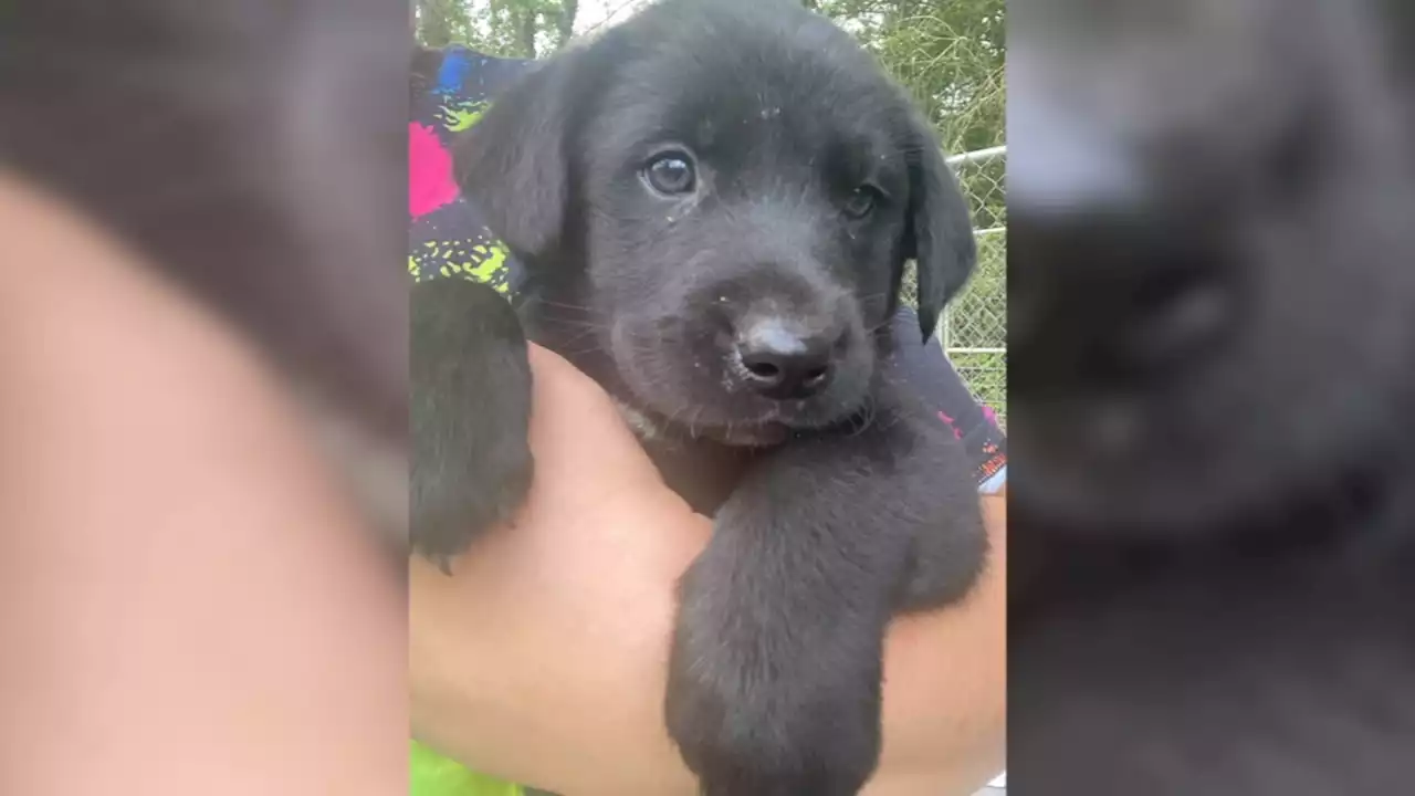 Couple finds 8 puppies thrown in ditch trapped in rope tied plastic bags in Crosby