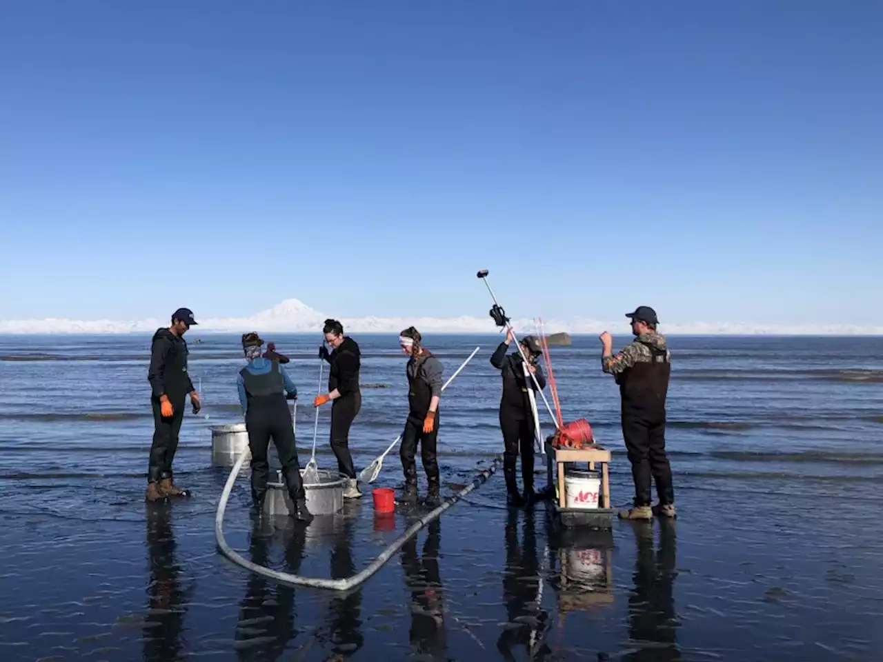 Counting clams: Fish and Game surveys Cook Inlet beaches in hopes of reopening to clammers - Alaska Public Media