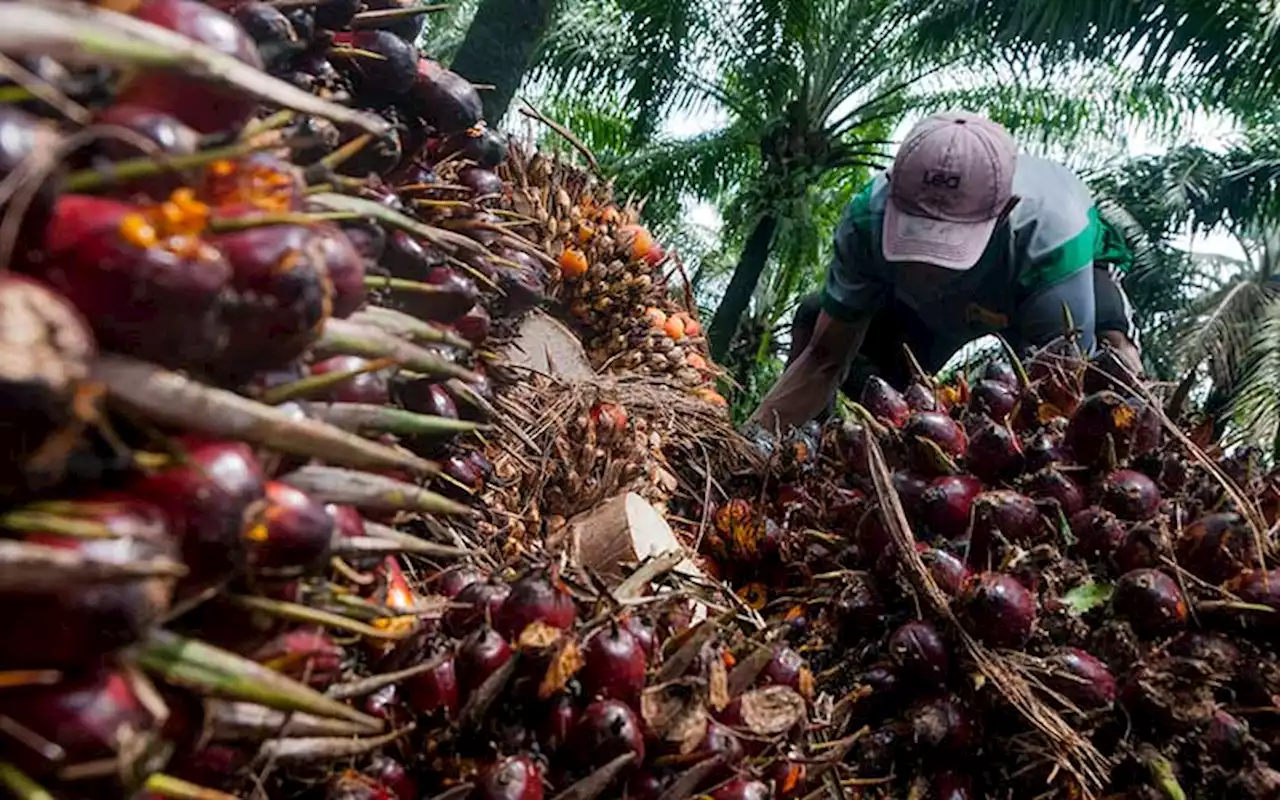 Larangan Ekspor Minyak Goreng Indonesia Goyang Perusahaan Global, Dari Nestle hingga Unilever | Ekonomi - Bisnis.com