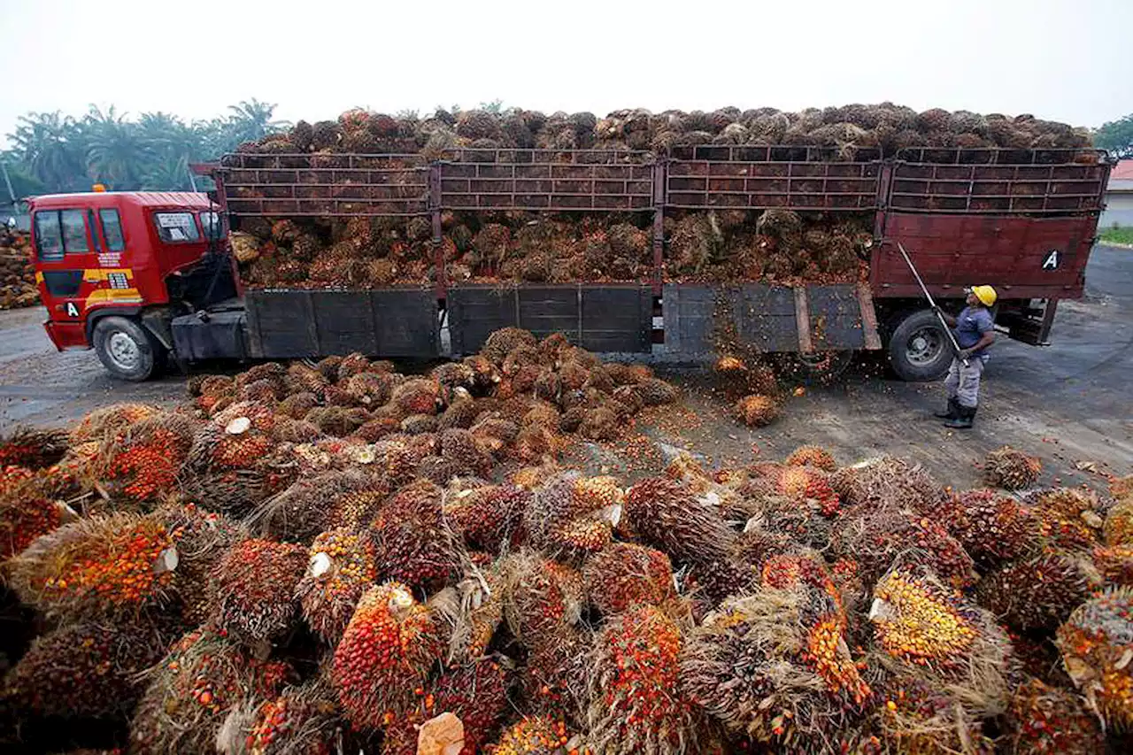 Smugglers exploiting loophole in palm oil import rules, House panel told - BusinessWorld Online