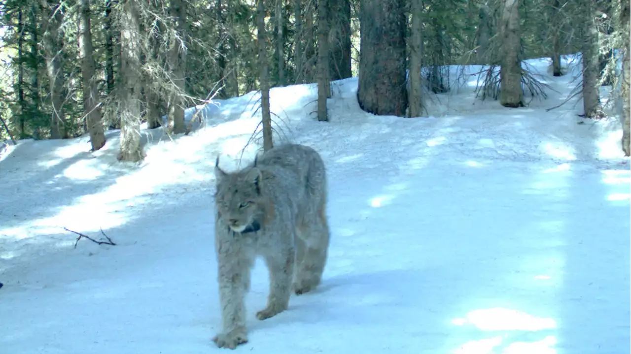 Protection Plan For Canada Lynx Due By 2024 Under Legal Deal