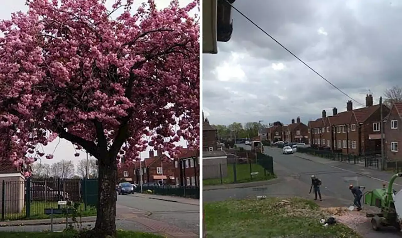 Neighbours 'heartbroken' as bungling council workers hack down wrong tree