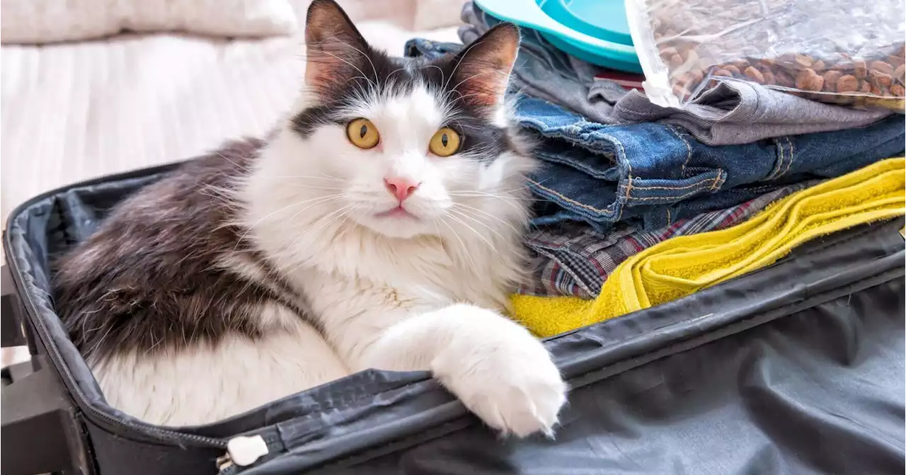 Trips with Cats: A Purr-fect idea? Why traveling with your favorite feline is easier than you might think